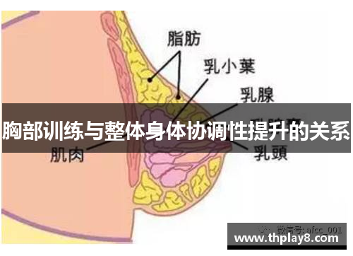 胸部训练与整体身体协调性提升的关系